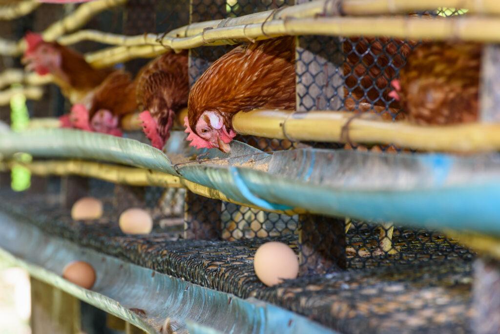 Fertilizante Org&aacute;nico en Jalisco