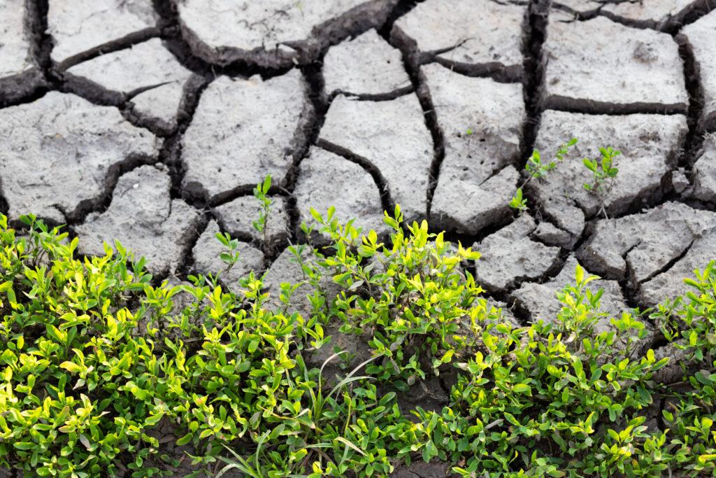 Fertilizante Org&aacute;nico en Jalisco
